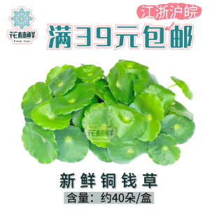 新鲜铜钱草约40片/盒 旱金莲叶 新鲜叶片 西餐饭店酒店摆盘装饰