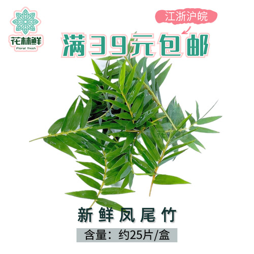 新鲜凤尾竹 小竹叶 米竹 细叶竹 西餐日料冷菜摆盘烘焙点缀装饰品
