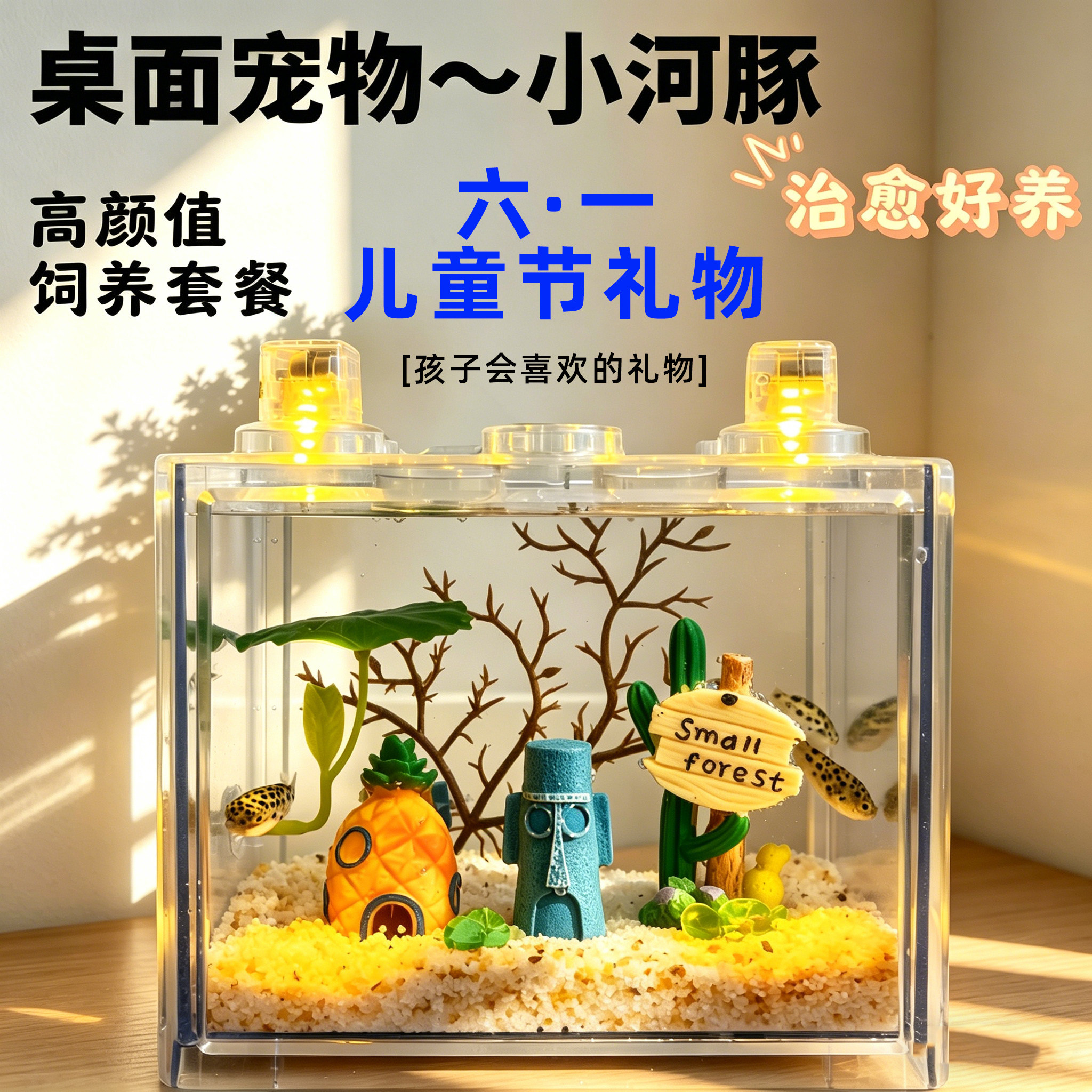 河豚活体河豚金娃娃饲养套餐观赏鱼潜水艇小型生气鼓肚子好养耐活 - 实物图