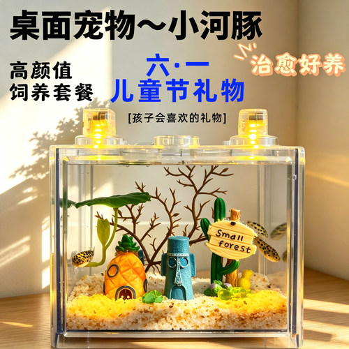 六一礼物河豚活体金娃娃饲养套餐