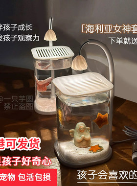 活体海星饲养套餐海洋宠物