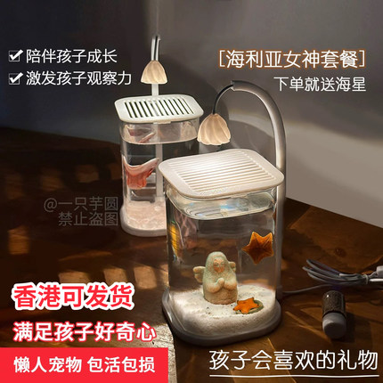 原创海星活体宠物饲养套餐儿童礼物派大星海洋生物送礼海星礼盒