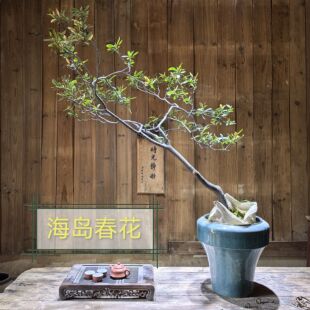 海岛春花茶桌台网红大斜飘老熟桩石斑木常绿盆栽景观树一物一拍