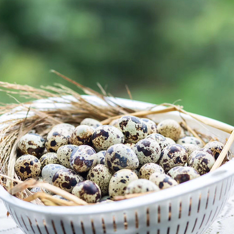 【40颗送10颗】新鲜鹌鹑蛋宝宝辅食早餐农家当日现捡现发鲜蛋,水产肉类/新鲜蔬果/熟食,鹌鹑蛋,淘宝优惠券,粉丝福利购,淘宝优惠卷