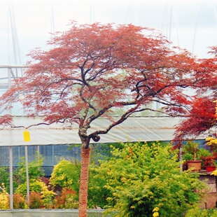 外山羽毛枫树苗 庭院别墅绿化风景树盆景盆栽四季稻叶羽毛枫红枫
