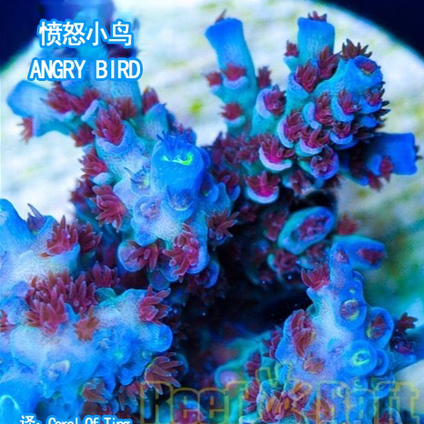 rr愤怒的小鸟 红毛蓝吞 A属硬骨珊瑚