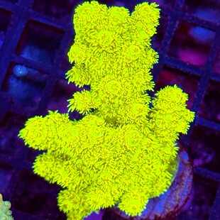 精品硬骨珊瑚双十一福利 sps稀有断枝小母体