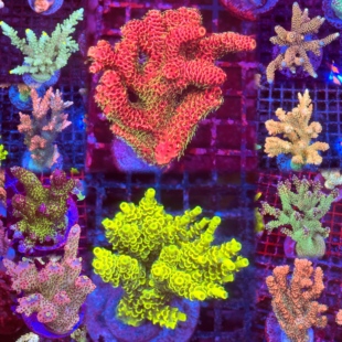 sps硬骨珊瑚组合 断枝母体 养定包底老货 新手套餐