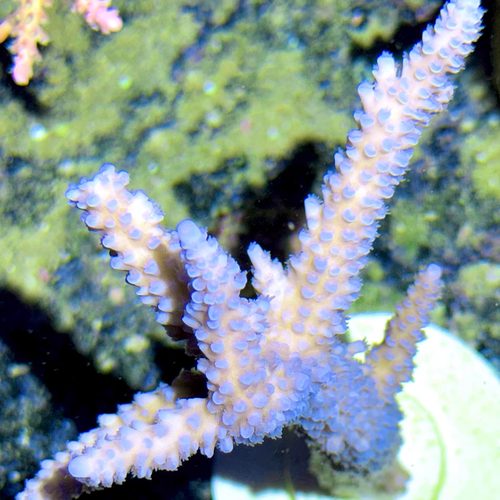 稀有精品蓝长枝 A属硬骨珊瑚SPS母体断枝组合套餐