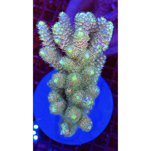 A属硬骨珊瑚吞牛幻彩浓毛系列高端养定包底老货 断枝母体组合套餐