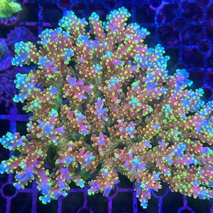 硬骨珊瑚sps珊瑚A属美国RR小红帽母体断枝硬骨珊瑚套餐海缸观赏