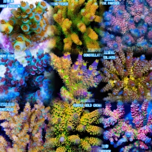 A属sps硬骨珊瑚断枝母体组合 养定包底老货 品种多多