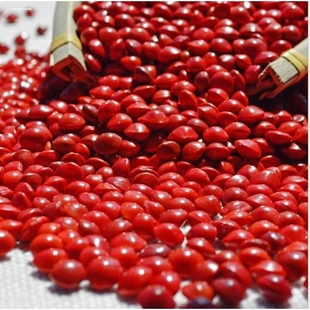 红豆菩提原籽相思豆海红豆手串手链散珠论斤红豆珠子一颗打孔