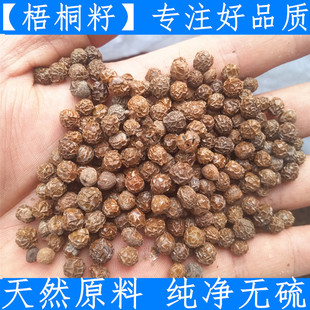 梧桐子 纯新货 梧桐籽 梧桐树子 中药材 瓢儿果 桐麻豌 500g