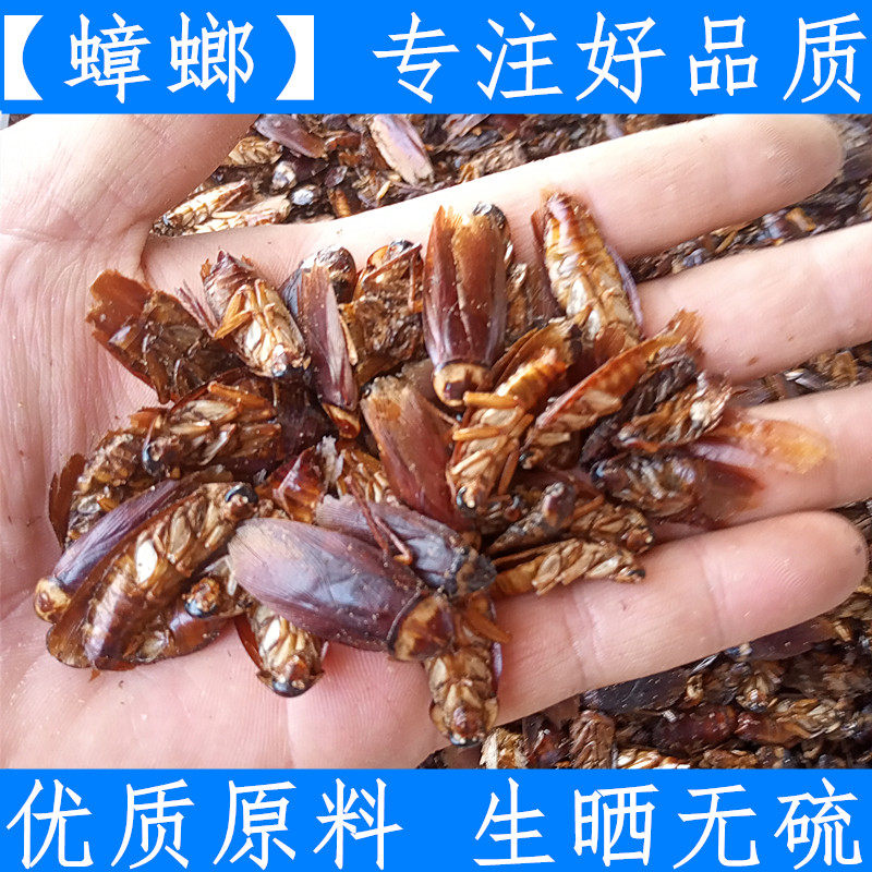 中药材蟑螂粉 干蟑螂虫 偷油婆 蟑螂干500克54元干净可磨粉备注