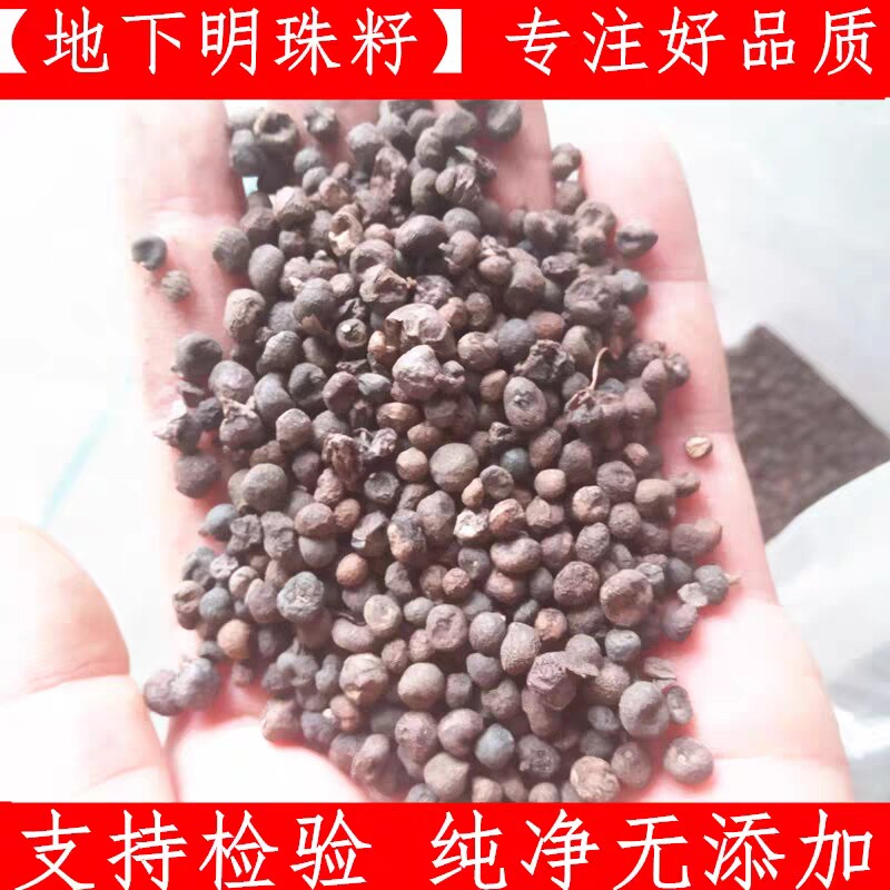 地下明珠 100g包邮 中药材落地珍珠种子 陈伤子一粒金丹茅膏菜根