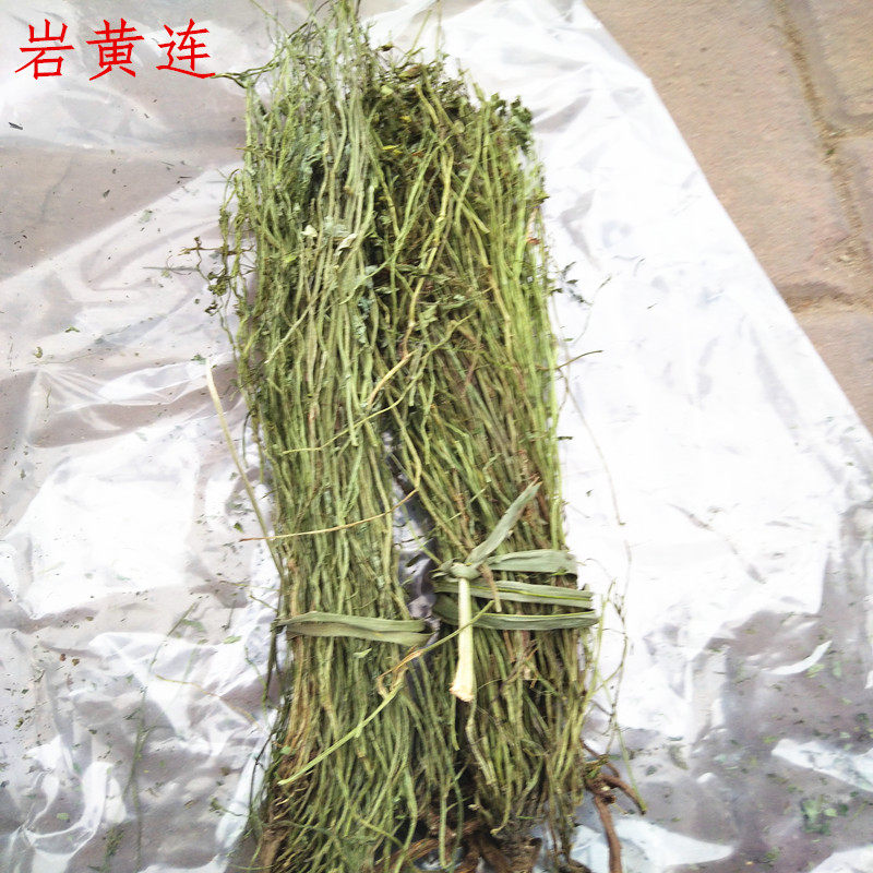 中药材岩黄连 岩黄莲根 岩胡 岩连 菊花黄连 土黄连250克包邮有根