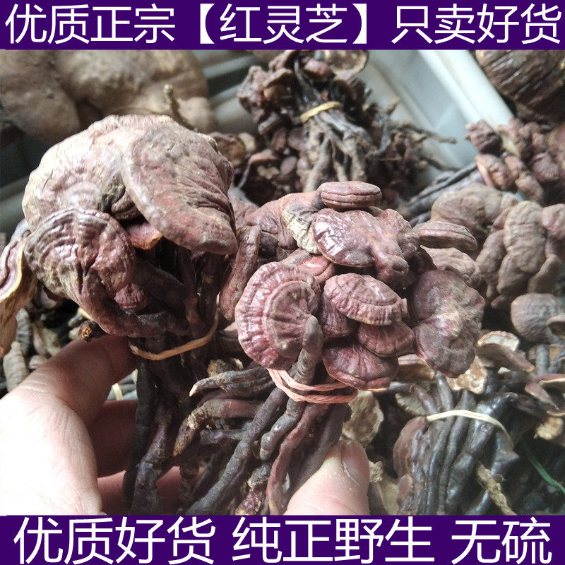 西藏野生竹灵芝长颈灵芝金边灵芝野生灵芝白肉灵芝小红灵芝250克