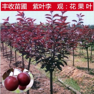 紫叶李树苗盆栽叶李子树苗南北方庭院工程行道绿化苗木开花树