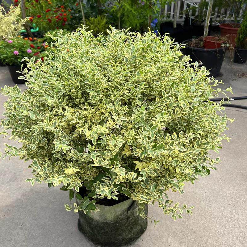 金姬小蜡盆栽花叶大苗彩叶灌木花园庭院设计搭配耐寒耐热花镜植物