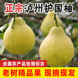 柚子 四川泸州护国柚 新鲜当季水果老树沙田柚白心水晶柚现摘现发