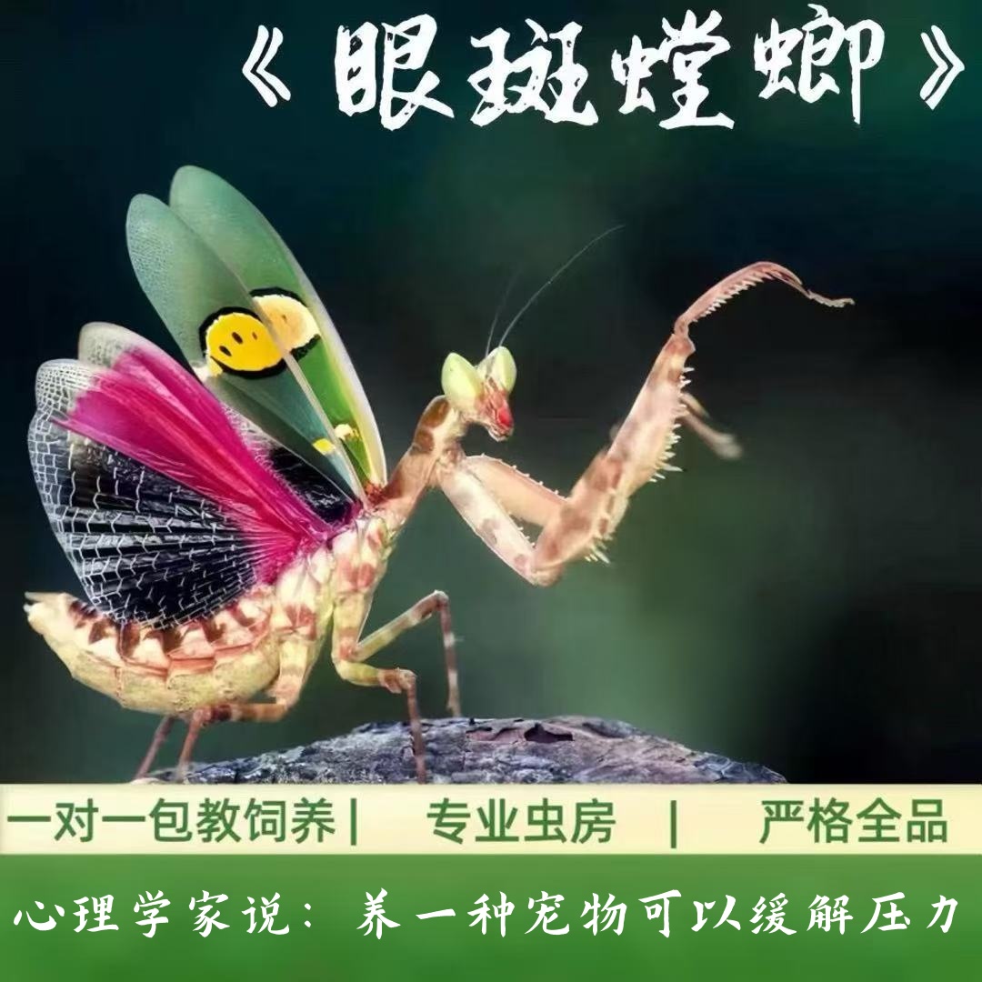 螳螂活体缓解压力指尖宠物