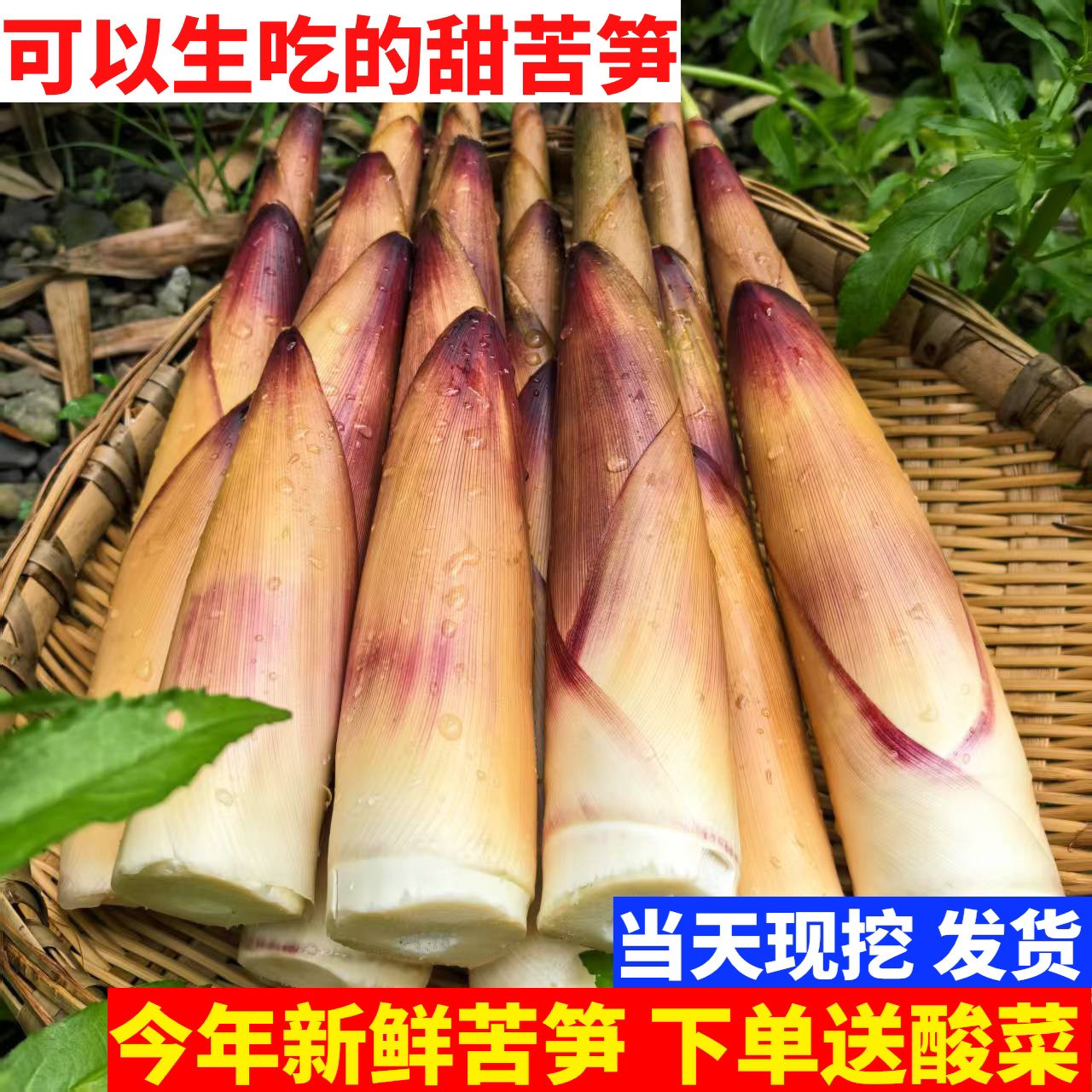 新鲜苦笋现挖四川宜宾苦笋嫩笋甜苦竹笋春笋带壳尝鲜5斤大笋包邮