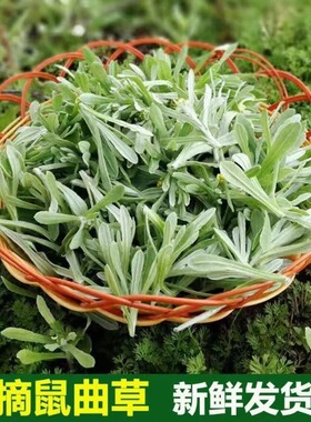 新鲜鼠曲草现摘清明草野生田艾草团材料当天现采清明菜绵菜佛耳绒