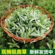 新鲜鼠曲草现摘清明草野生田艾草团材料当天现采清明菜绵菜佛耳绒