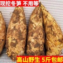 2025年冬笋四川宜宾新鲜冬笋现挖野生黄泥大冬笋楠竹笋毛竹笋2斤