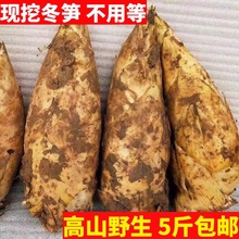 2025年冬笋四川宜宾新鲜冬笋现挖野生黄泥大冬笋楠竹笋毛竹笋2斤