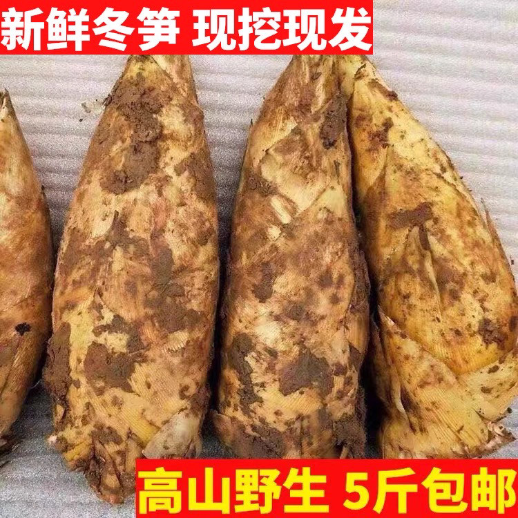 2026年冬笋四川宜宾新鲜冬笋现挖野生黄泥大冬笋楠竹笋毛竹笋冬笋