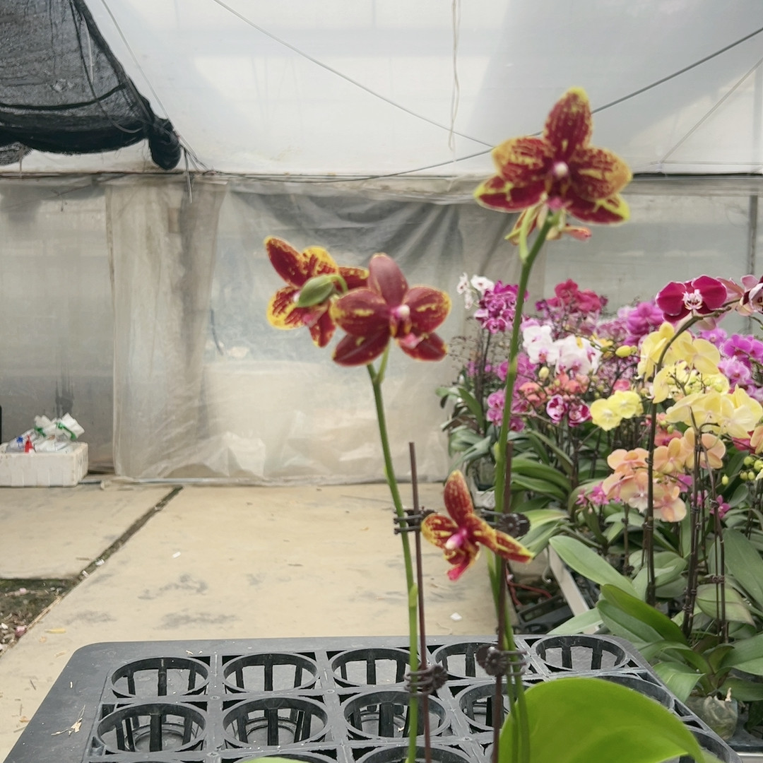 0672雪白路帝交皇蟒三花剑2.8杯,鲜花速递/花卉仿真/绿植园艺,国兰/杂交兰/洋兰类,淘宝优惠券,粉丝福利购,淘宝优惠卷