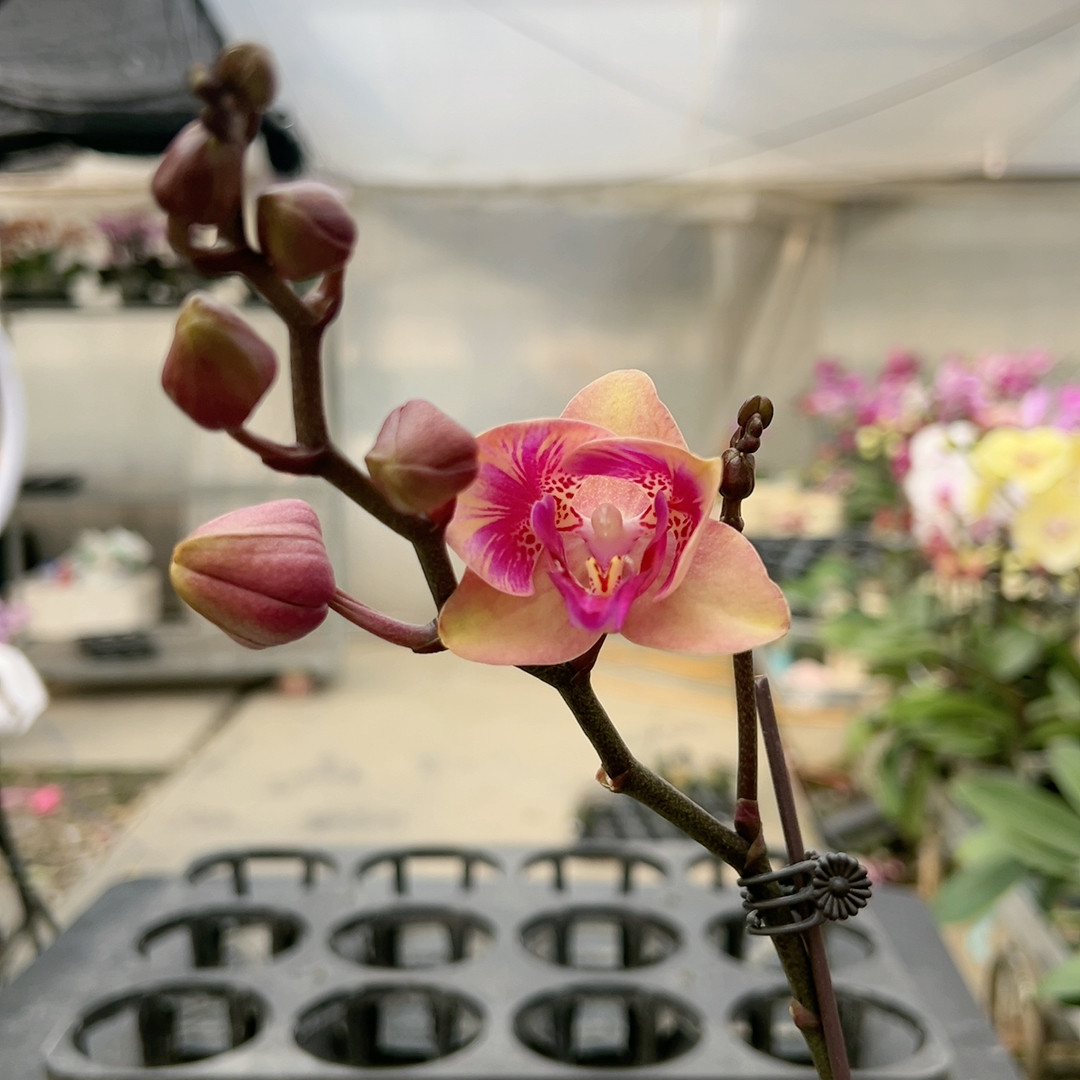 0179三角两眼闪边变异双剑3.5寸杯,鲜花速递/花卉仿真/绿植园艺,国兰/杂交兰/洋兰类,淘宝优惠券,粉丝福利购,淘宝优惠卷