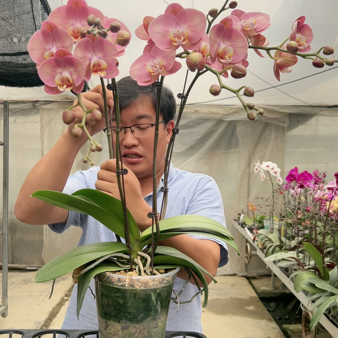 1457。5寸大杯金车蜜桃四梗开花株,鲜花速递/花卉仿真/绿植园艺,国兰/杂交兰/洋兰类,淘宝优惠券,粉丝福利购,淘宝优惠卷