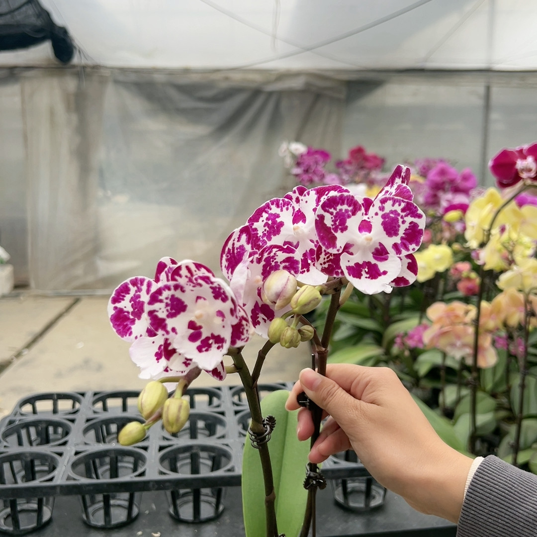 0677蓝莓果酱双剑3.0杯,鲜花速递/花卉仿真/绿植园艺,国兰/杂交兰/洋兰类,淘宝优惠券,粉丝福利购,淘宝优惠卷