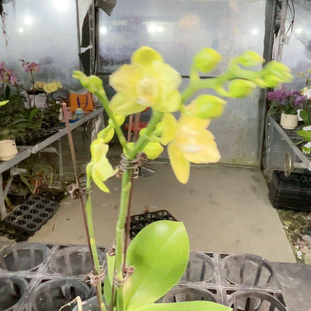 0456 台大微笑两眼变异3.0,鲜花速递/花卉仿真/绿植园艺,国兰/杂交兰/洋兰类,淘宝优惠券,粉丝福利购,淘宝优惠卷