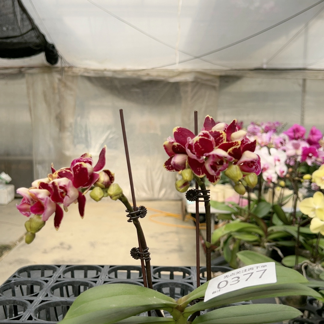 0377朱古力两眼三角变异双剑3.0杯,鲜花速递/花卉仿真/绿植园艺,国兰/杂交兰/洋兰类,淘宝优惠券,粉丝福利购,淘宝优惠卷