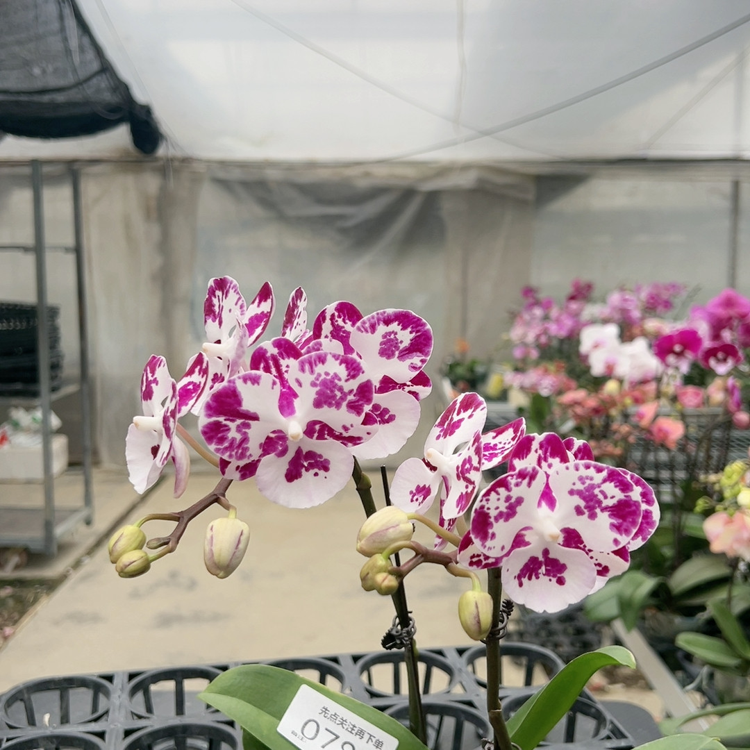 0783蓝莓果酱双剑3.0杯,鲜花速递/花卉仿真/绿植园艺,国兰/杂交兰/洋兰类,淘宝优惠券,粉丝福利购,淘宝优惠卷