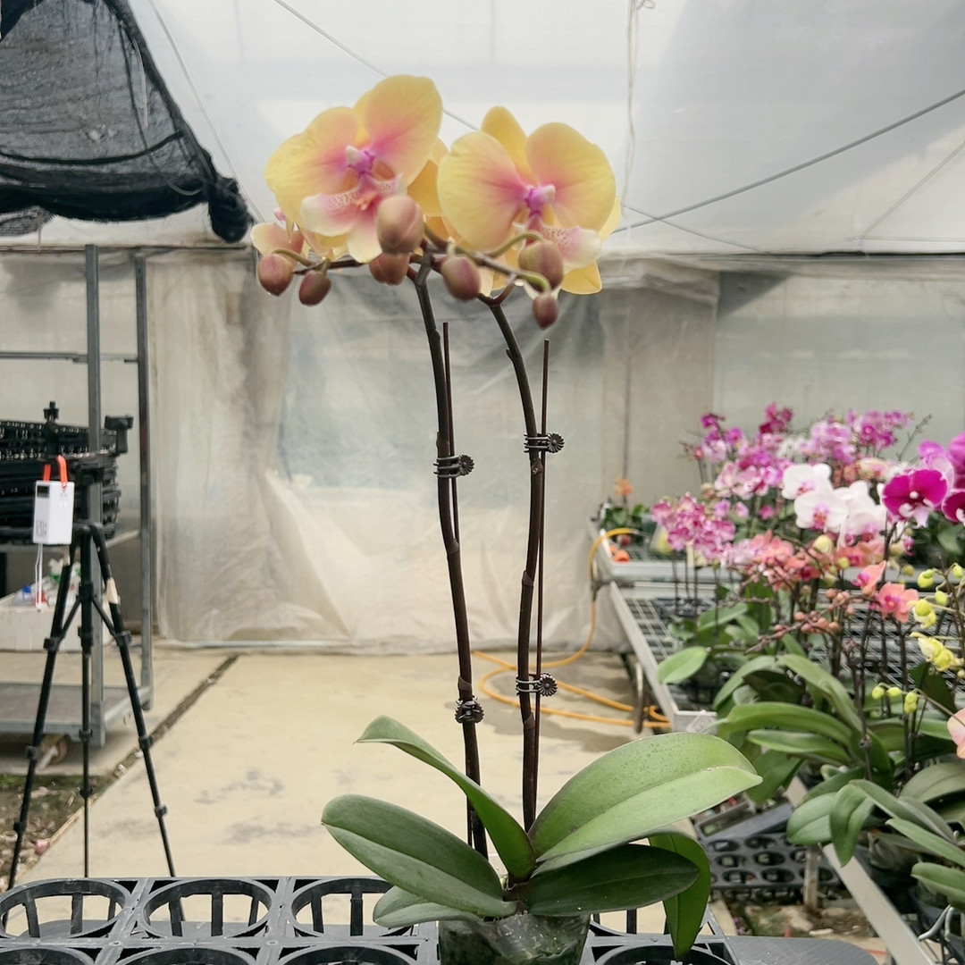 0815黄桃之梦双剑3.0杯,鲜花速递/花卉仿真/绿植园艺,国兰/杂交兰/洋兰类,淘宝优惠券,粉丝福利购,淘宝优惠卷