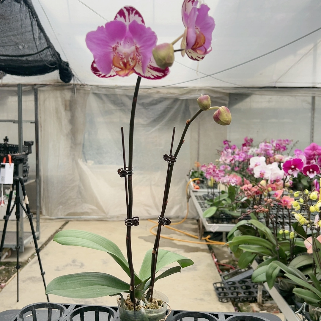 0825黑钢琴两眼变异双剑2.8杯,鲜花速递/花卉仿真/绿植园艺,国兰/杂交兰/洋兰类,淘宝优惠券,粉丝福利购,淘宝优惠卷