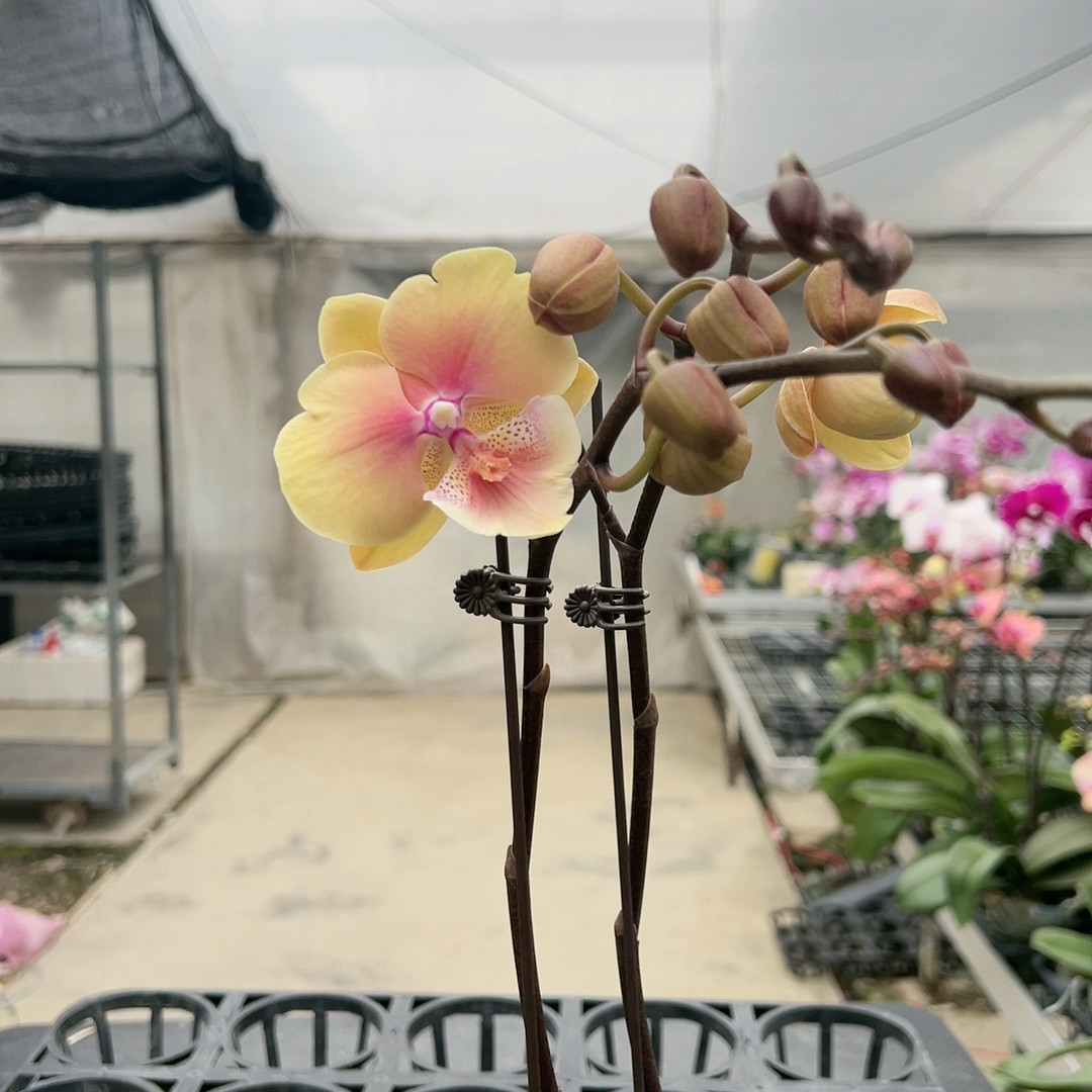 0795黄桃之梦双剑3寸加高杯,鲜花速递/花卉仿真/绿植园艺,国兰/杂交兰/洋兰类,淘宝优惠券,粉丝福利购,淘宝优惠卷