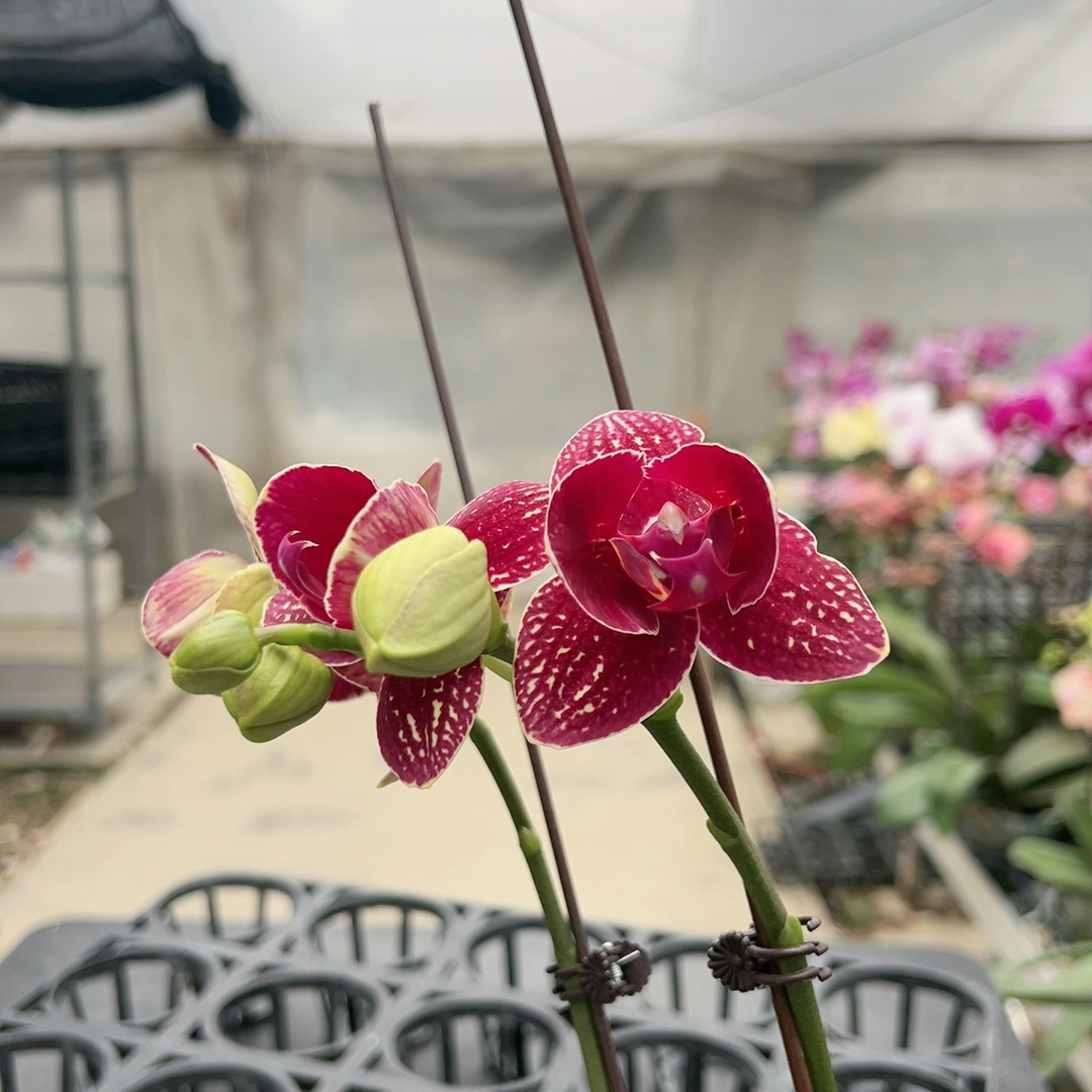 0772车厘子两眼变异双剑3.0,鲜花速递/花卉仿真/绿植园艺,国兰/杂交兰/洋兰类,淘宝优惠券,粉丝福利购,淘宝优惠卷