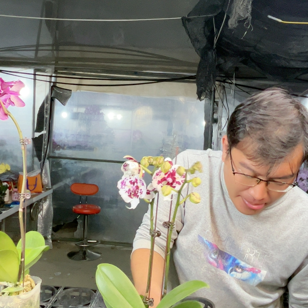 2005。一千零一夜两眼蕾丝变异,鲜花速递/花卉仿真/绿植园艺,国兰/杂交兰/洋兰类,淘宝优惠券,粉丝福利购,淘宝优惠卷