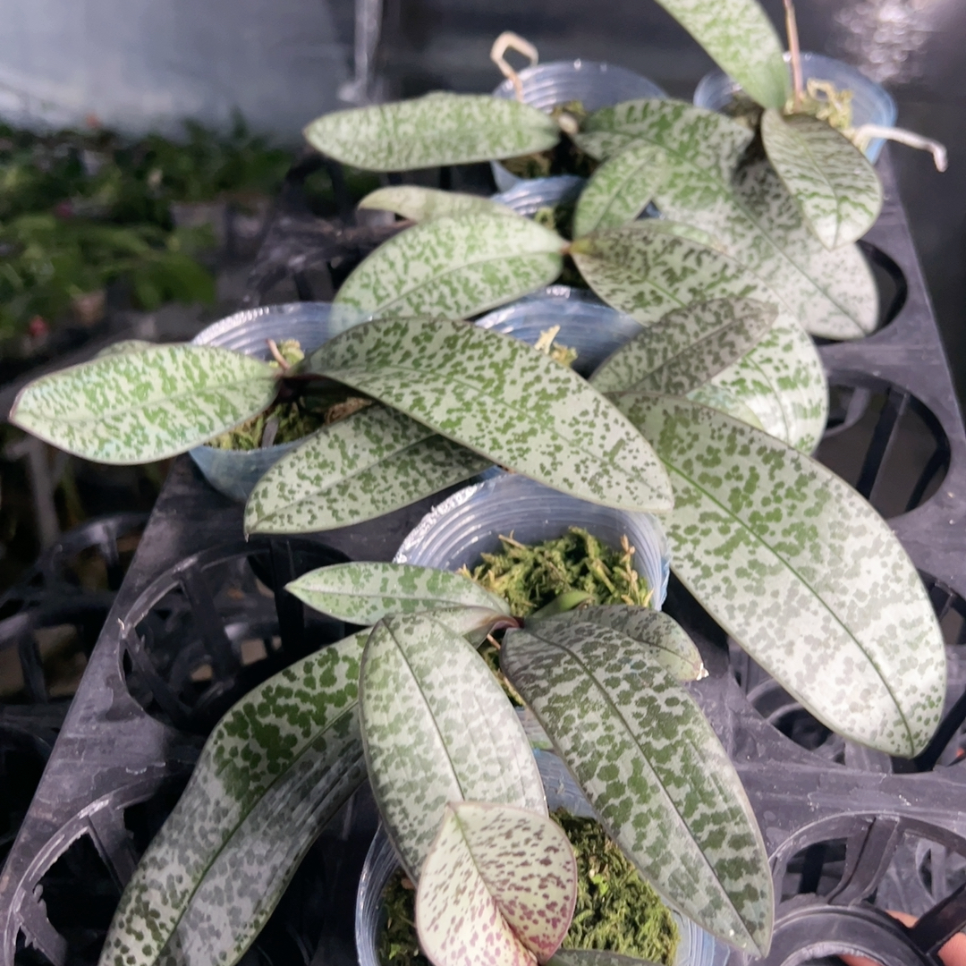 西雷利M405玫瑰香花苗一颗