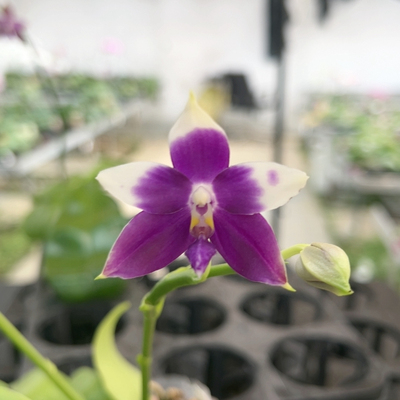 2748原生双剑有花牌