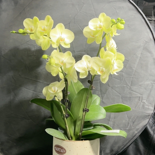 7718。三颗日光浴拼盆