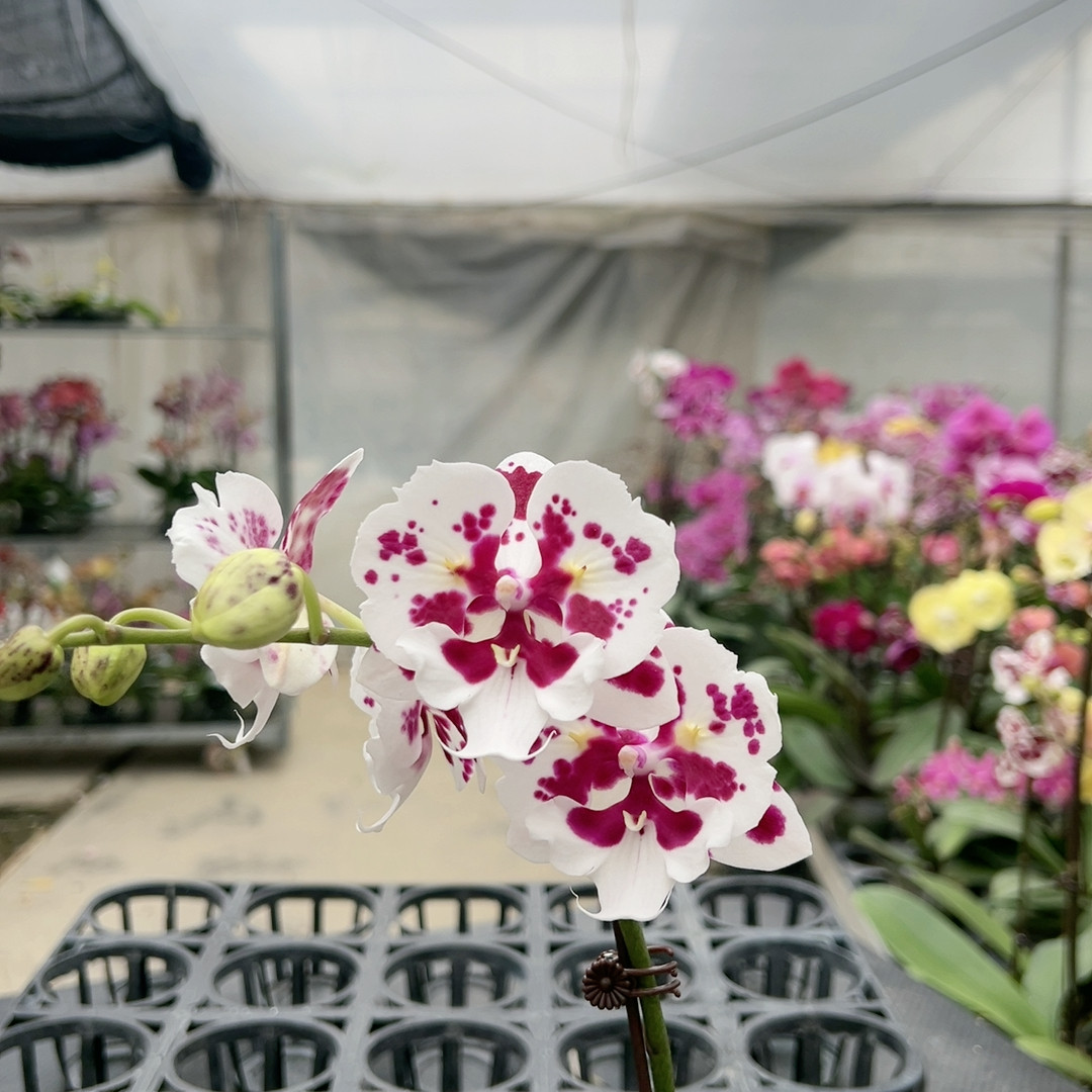 0621一千零一夜两眼破烂边变异3.0杯,鲜花速递/花卉仿真/绿植园艺,国兰/杂交兰/洋兰类,淘宝优惠券,粉丝福利购,淘宝优惠卷