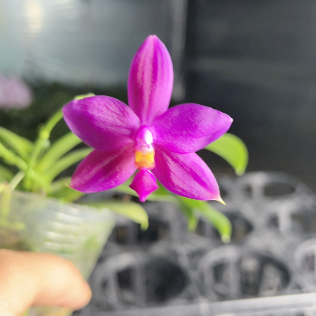 E272 原生种捡漏吧