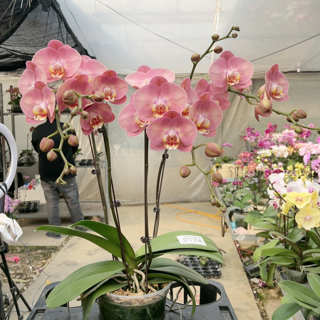 0174金车蜜桃5寸硬壳杯,鲜花速递/花卉仿真/绿植园艺,国兰/杂交兰/洋兰类,淘宝优惠券,粉丝福利购,淘宝优惠卷